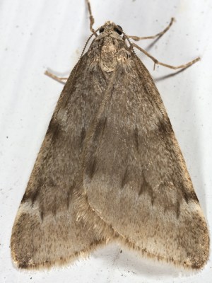 Meet the Fall Cankerworm (Alsophila pometaria)  