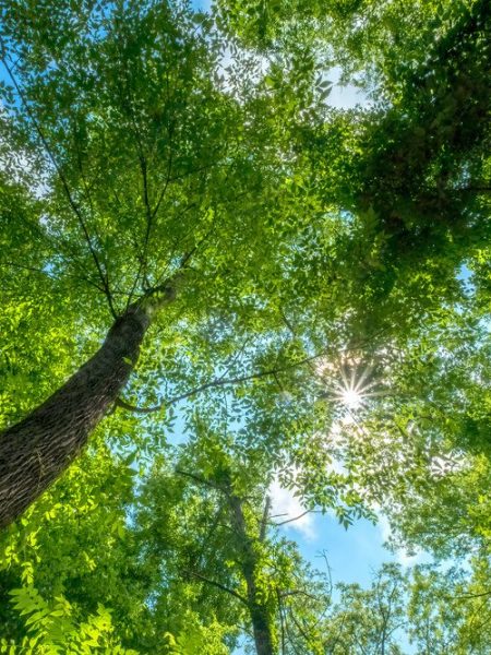 Learn about Power Down the&nbsp;Crown