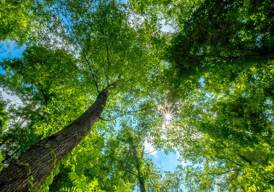 Learn about Power Down the&nbsp;Crown