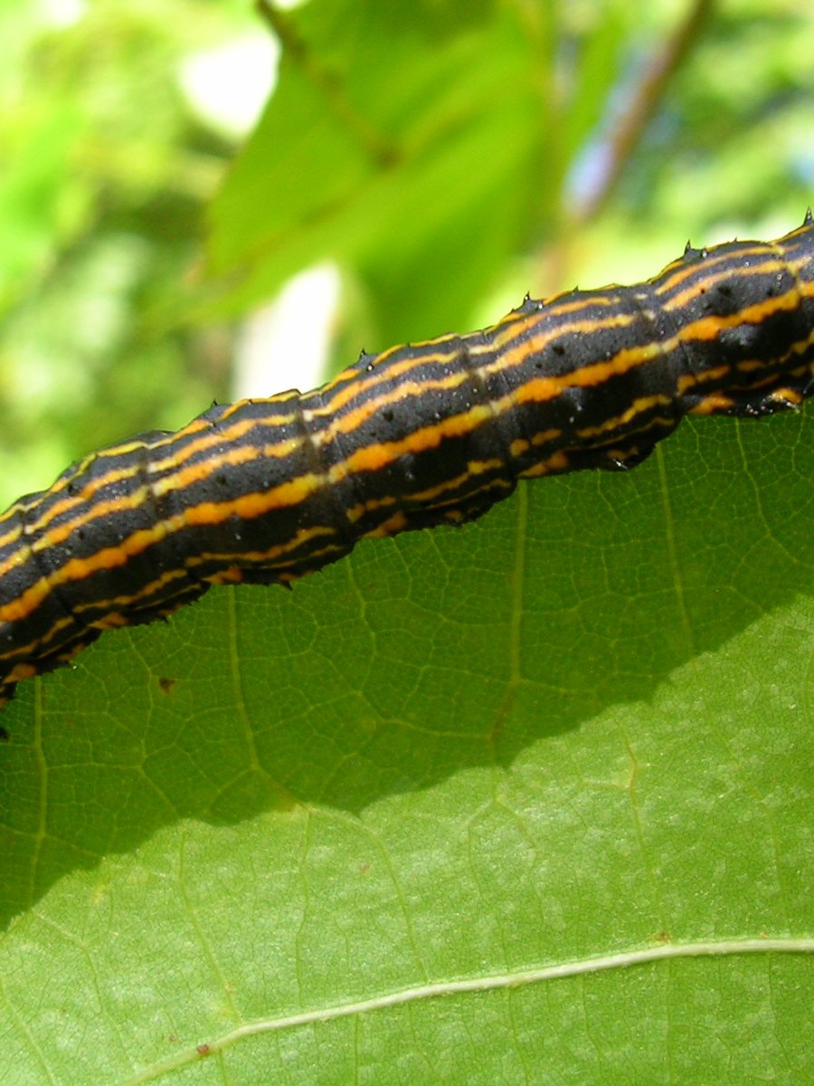 Seeing Black and Orange Caterpillars on Your Oaks? What to&nbsp;Know!