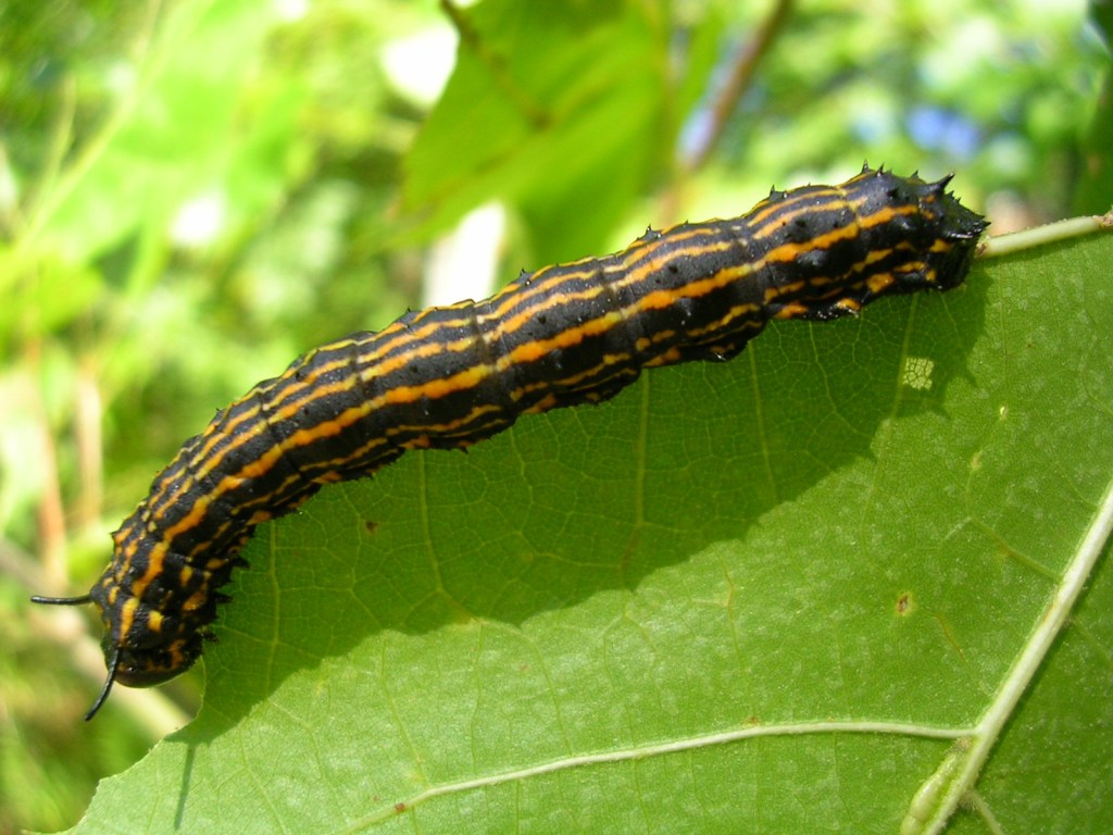 Seeing Black and Orange Caterpillars on Your Oaks? What to&nbsp;Know!