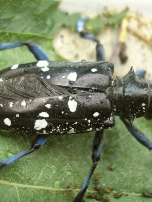 Learn About Charlotte’s Invasive&nbsp;Insects
