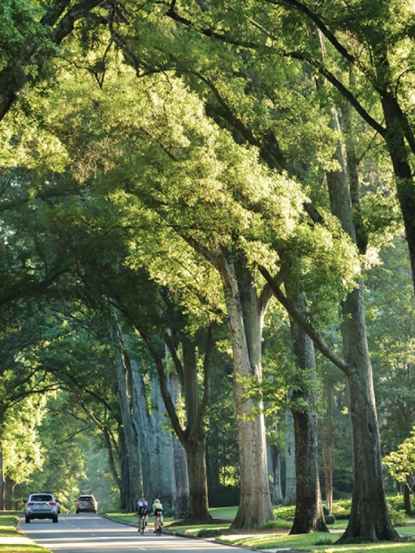 Hear Experts Discuss the Health and Sustainability of Our Beloved Tree&nbsp;Canopy