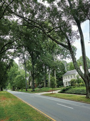 Saving Charlotte’s Trees