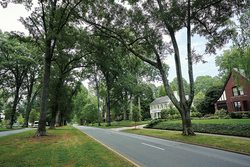 Saving Charlotte’s Trees
