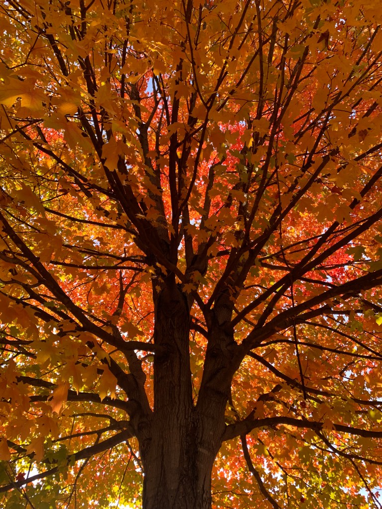 It’s time for&nbsp;Fall-a-palooza!