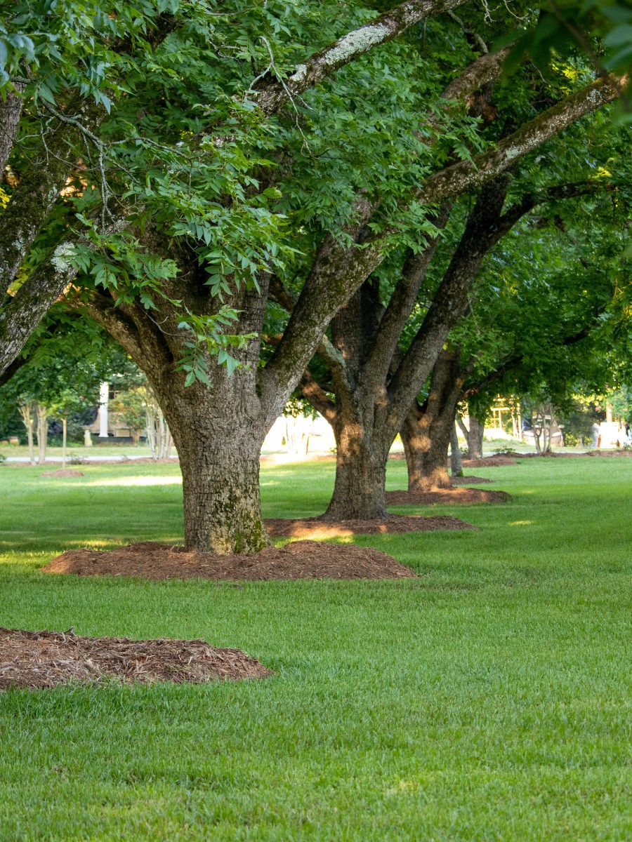 The Complete Guide to Mulching Trees: Tips from Our&nbsp;Team