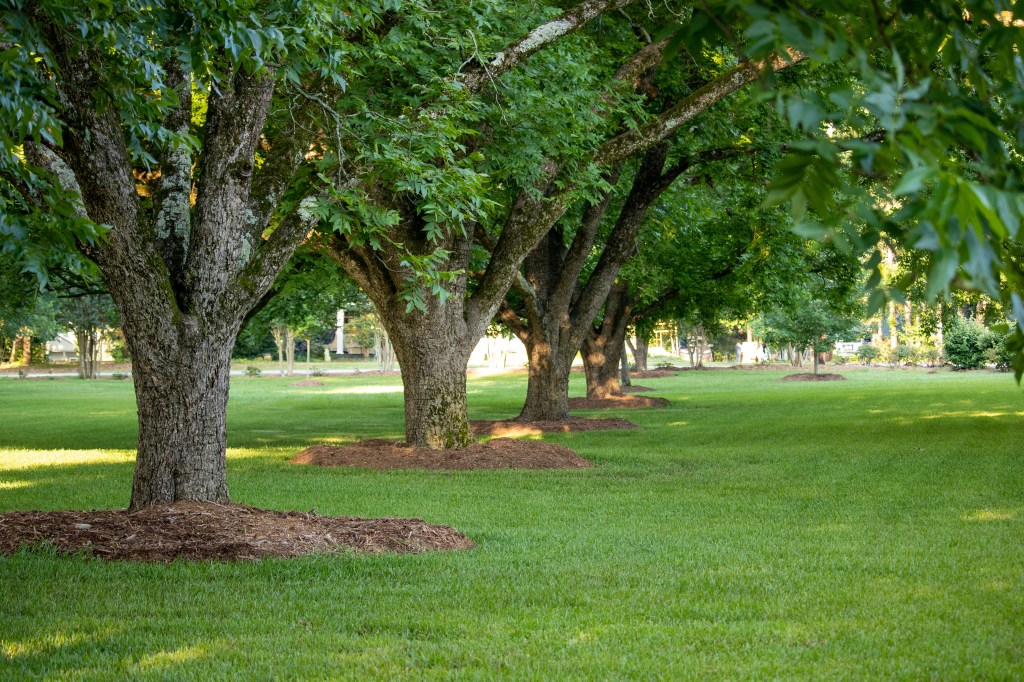The Complete Guide to Mulching Trees: Tips from Our&nbsp;Team
