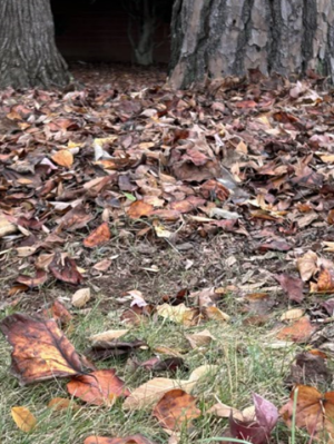 Charlotte in Late October: 7 Tree Truths to Wrap up the Month 