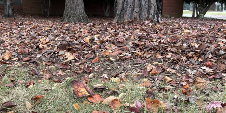 Charlotte in Late October: 7 Tree Truths to Wrap up the Month 