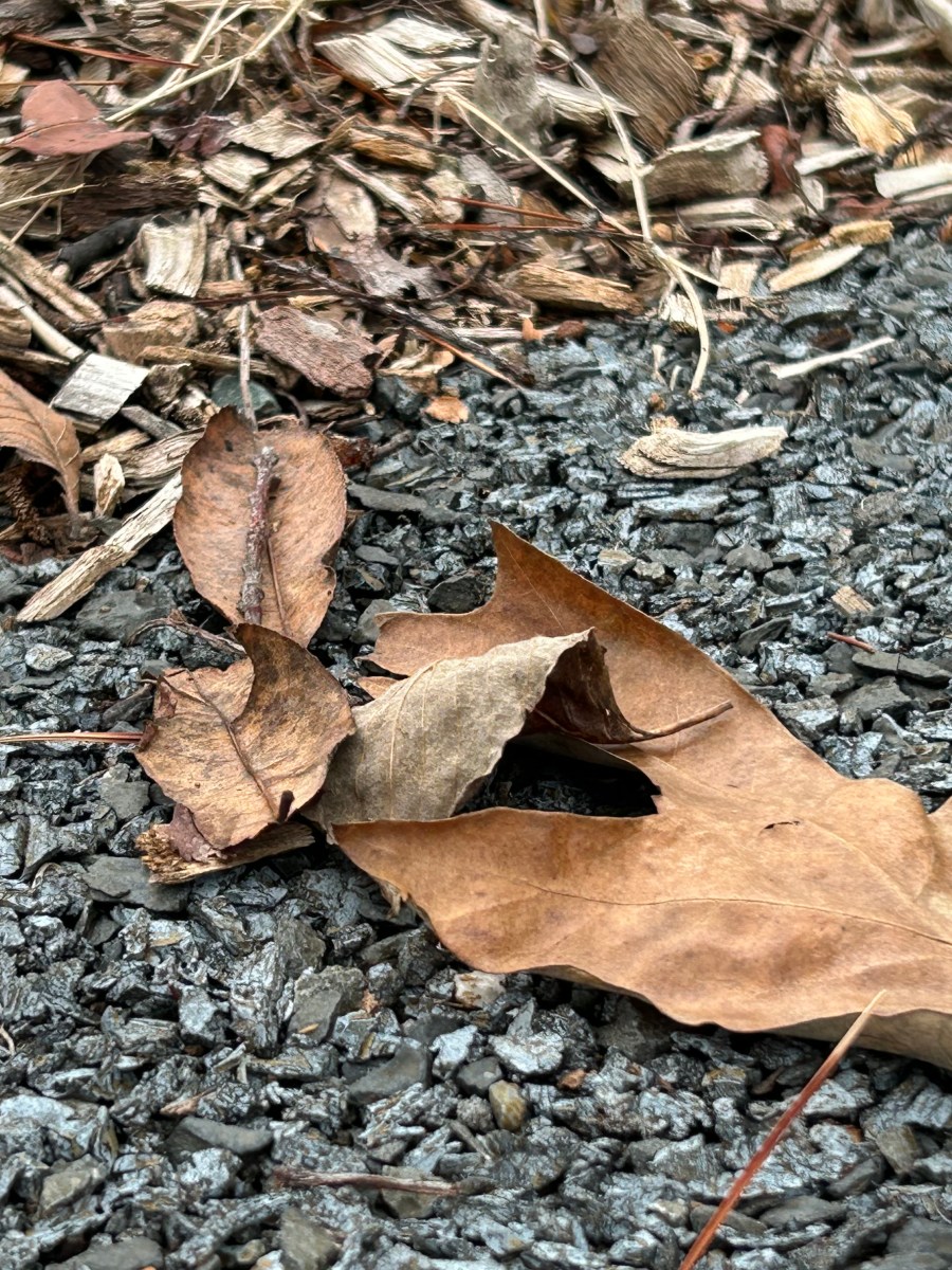 Why You Should Leave the Leaves (Yes,&nbsp;Really)