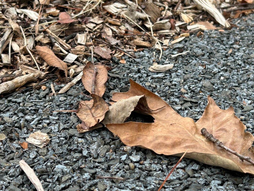 Why You Should Leave the Leaves (Yes,&nbsp;Really)