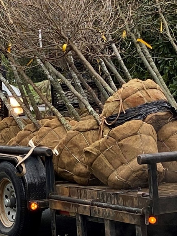 Enhancing Charlotte’s Urban Forest: Street Tree&nbsp;Planting