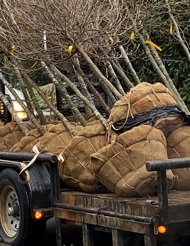 Enhancing Charlotte’s Urban Forest: Street Tree&nbsp;Planting