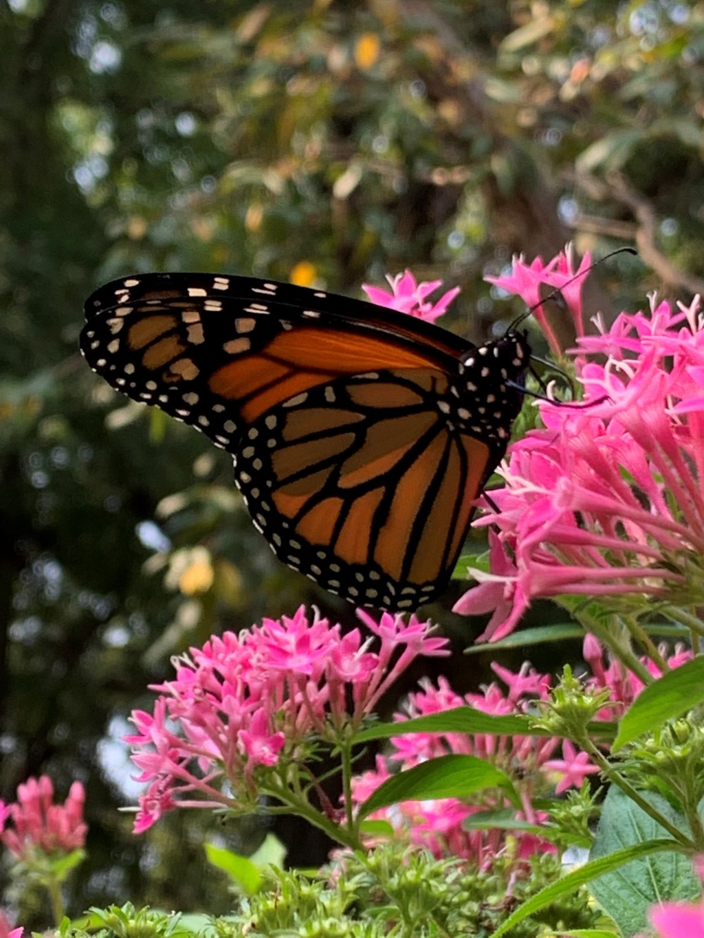 Bee the Change: How to Celebrate Pollinator Month in&nbsp;Charlotte