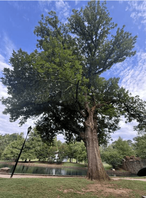 8 Awe-Inspiring Trees You Need to See this&nbsp;Summer