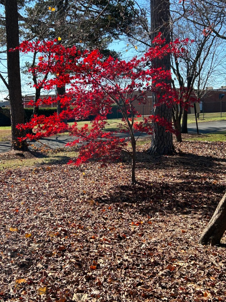 How Trees Celebrate&nbsp;Winter