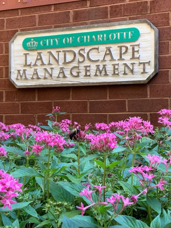 Charlotte in Bloom: Spotting the First Signs of&nbsp;Spring