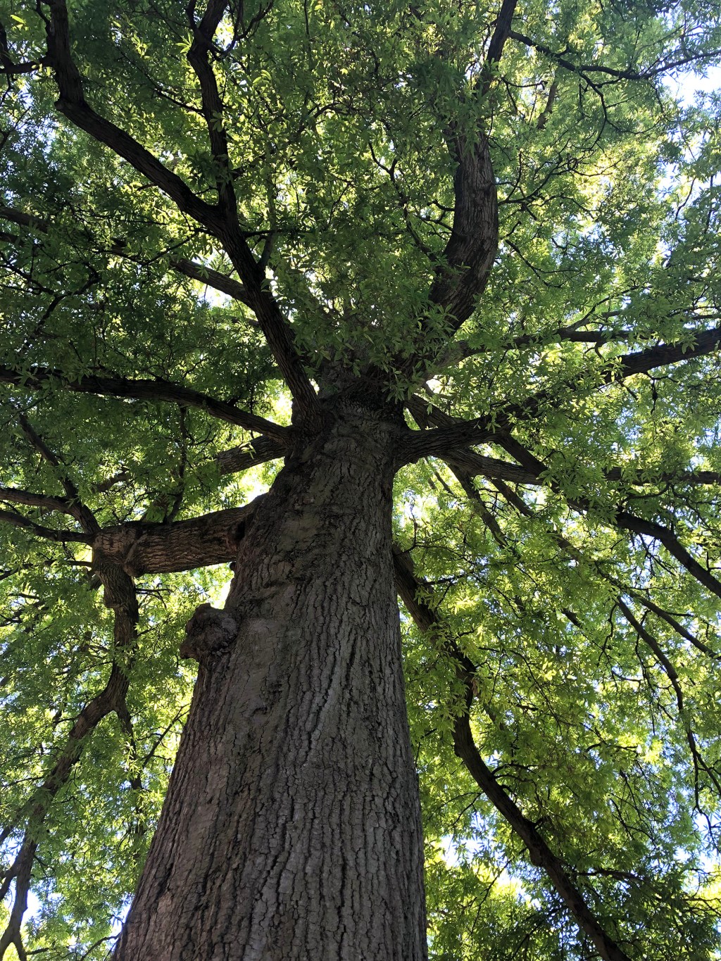 Beat the Heat: How You Can Help Expand the&nbsp;Canopy