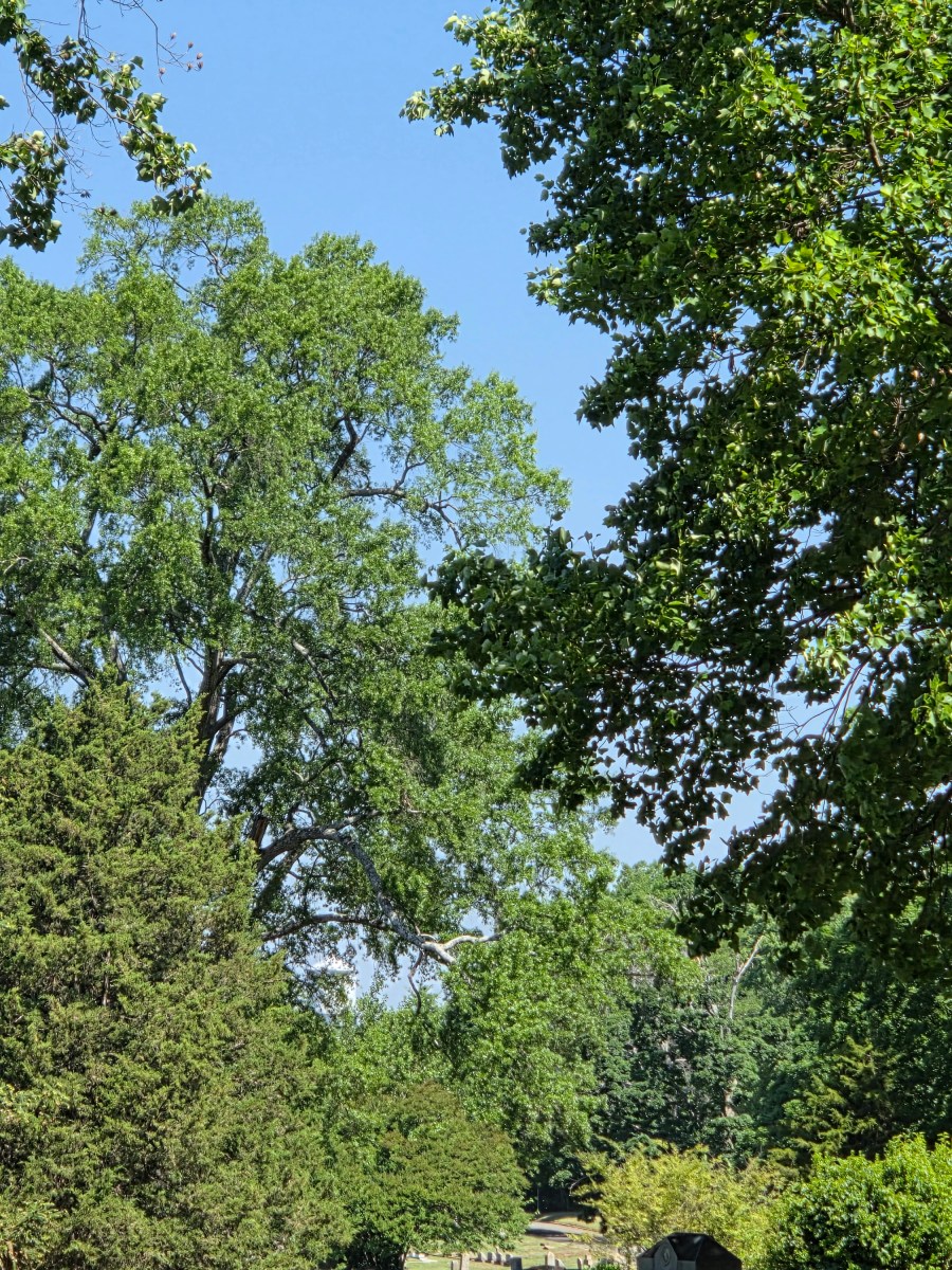 Keeping Our Canopy Diverse and&nbsp;Healthy
