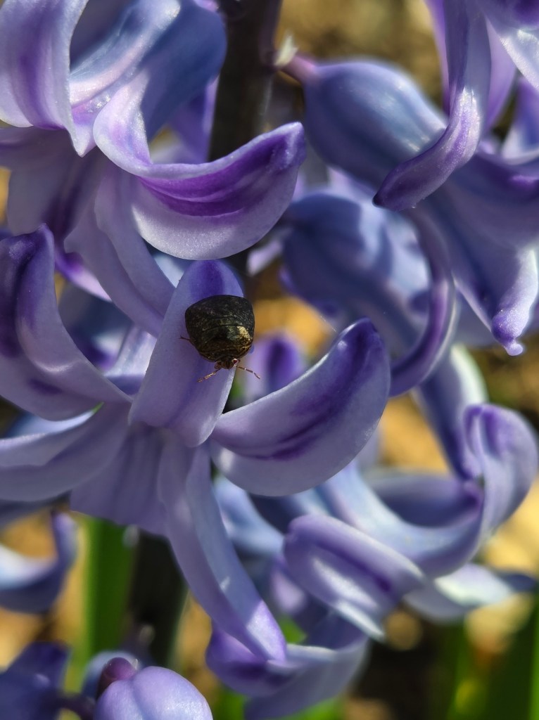 Small insect on purple flower
