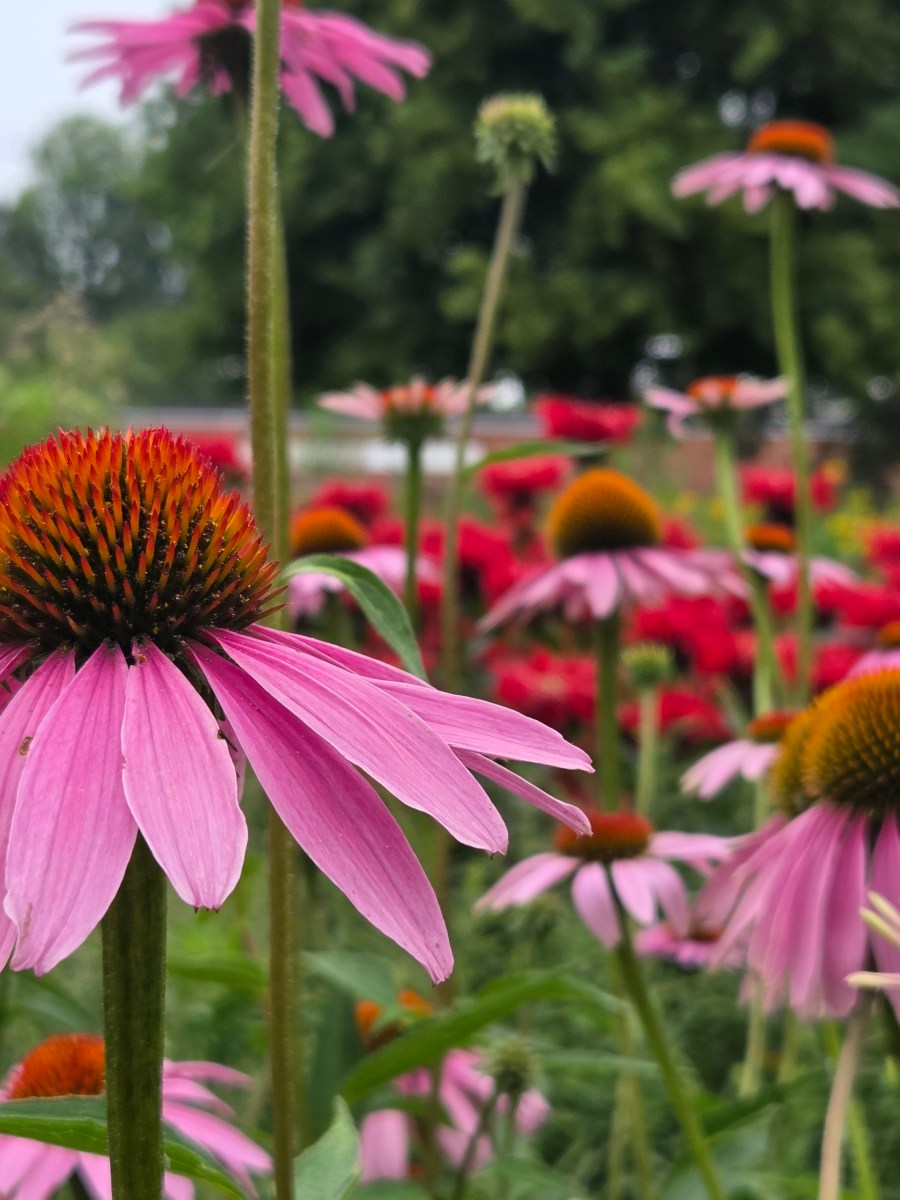 Small Spaces, Big Impact: Pollinator Gardens for Any&nbsp;Area