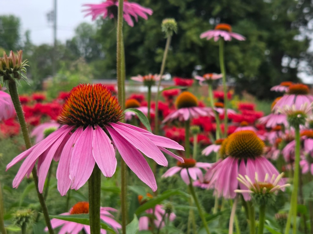 Purple flowers