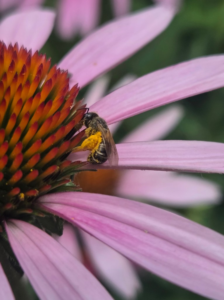 Bee on purple flower