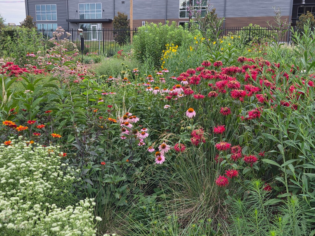 Colorful flowers in garden