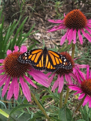 Orange Butterfly on purple flower
