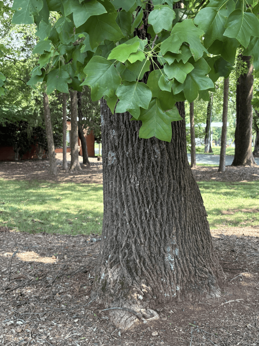 Keeping it Green: How to Help Charlotte’s Trees Transition from Summer to&nbsp;Fall