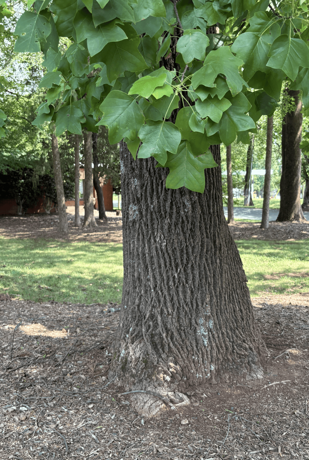 Keeping it Green: How to Help Charlotte’s Trees Transition from Summer to&nbsp;Fall