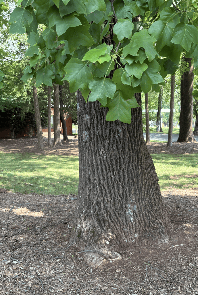 Keeping it Green: How to Help Charlotte’s Trees Transition from Summer to&nbsp;Fall