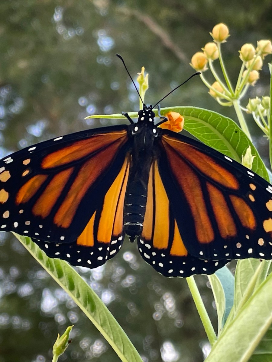 Meet the Monarch Super&nbsp;Generation